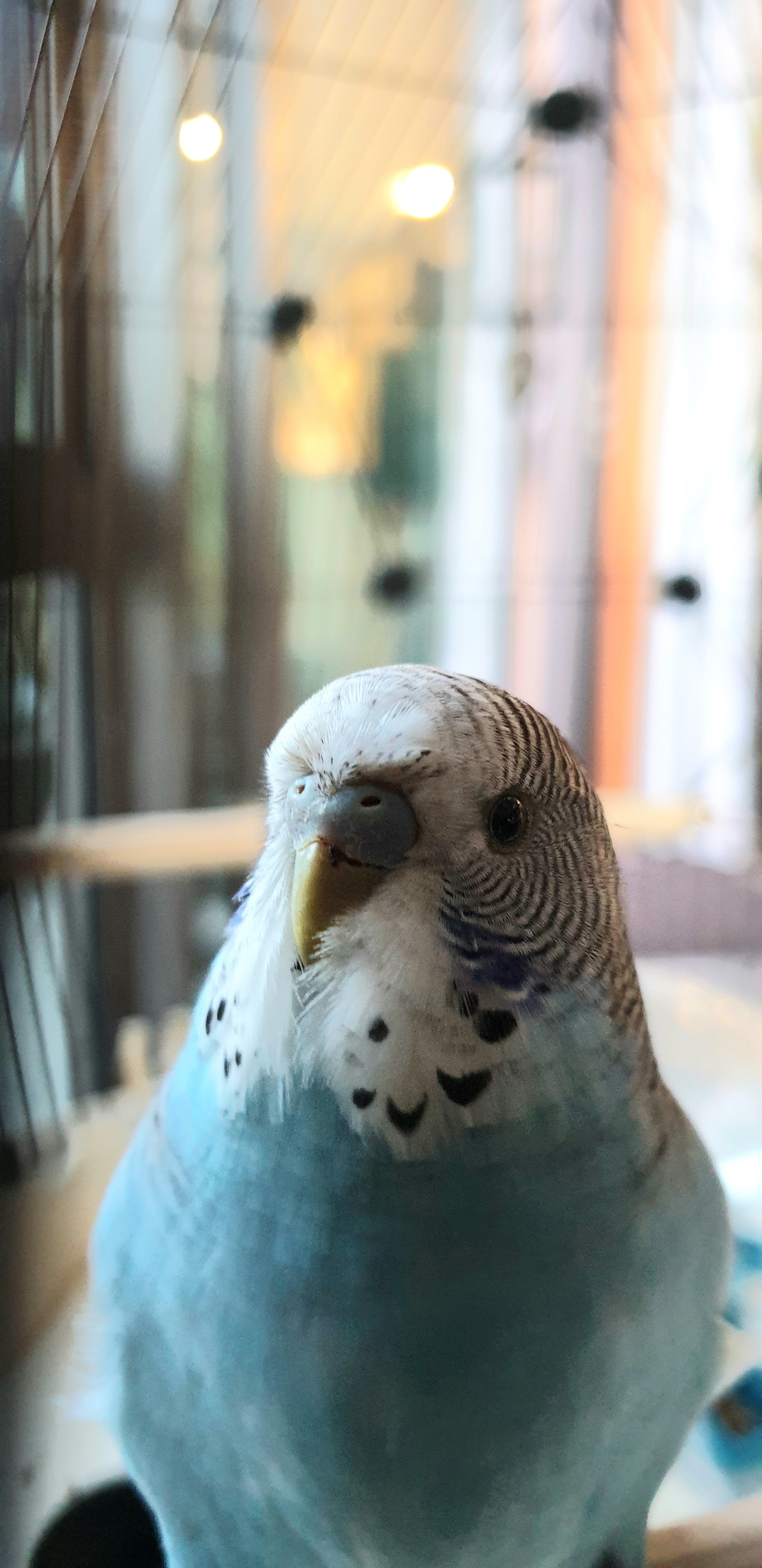 budgie sounds are a source of great pleasure