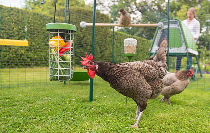 Hanging greens in the Omlet Caddi Treat Holder keeps chickens busy