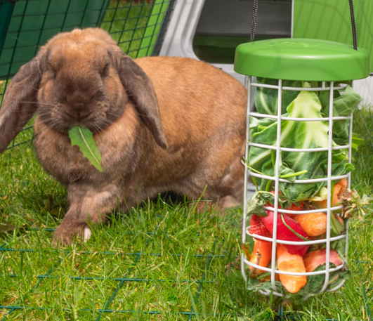 Rabbits and guinea pigs instinctively love searching for food