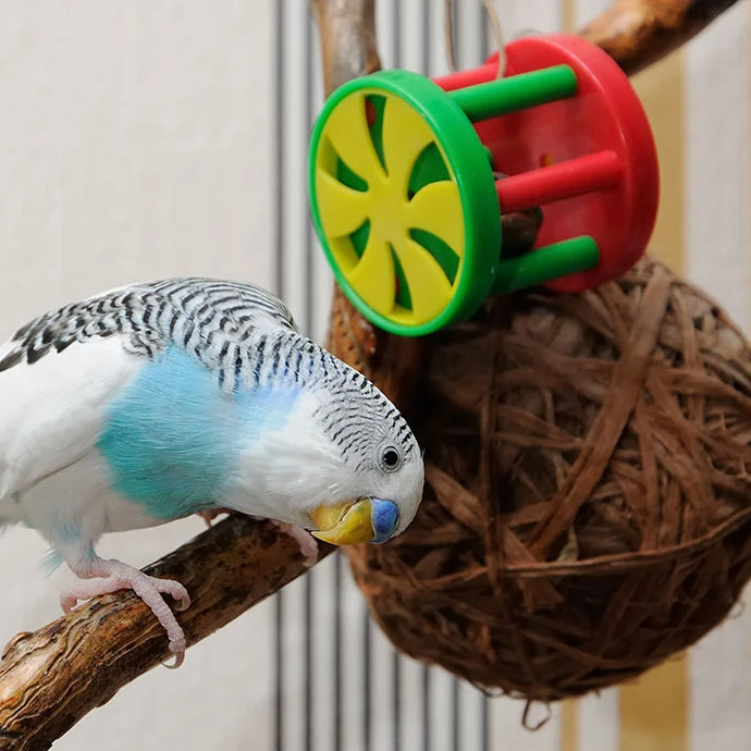 budgies can and should have toys outside the cage for when they are free flying