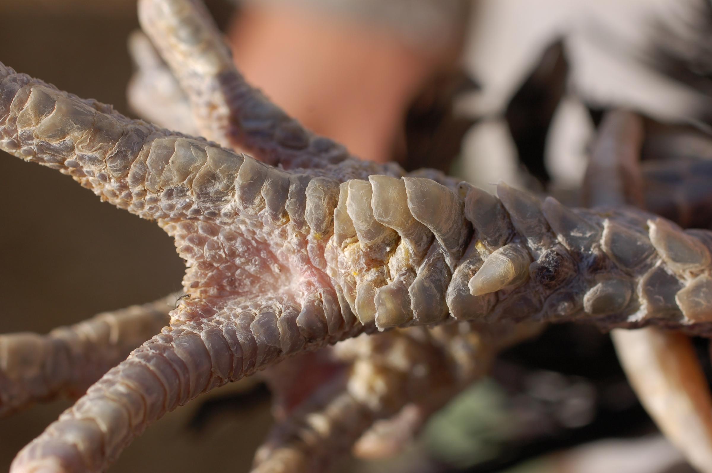 Scaly Leg is caused by a small external parasitic mite that burrows under the chicken leg scales