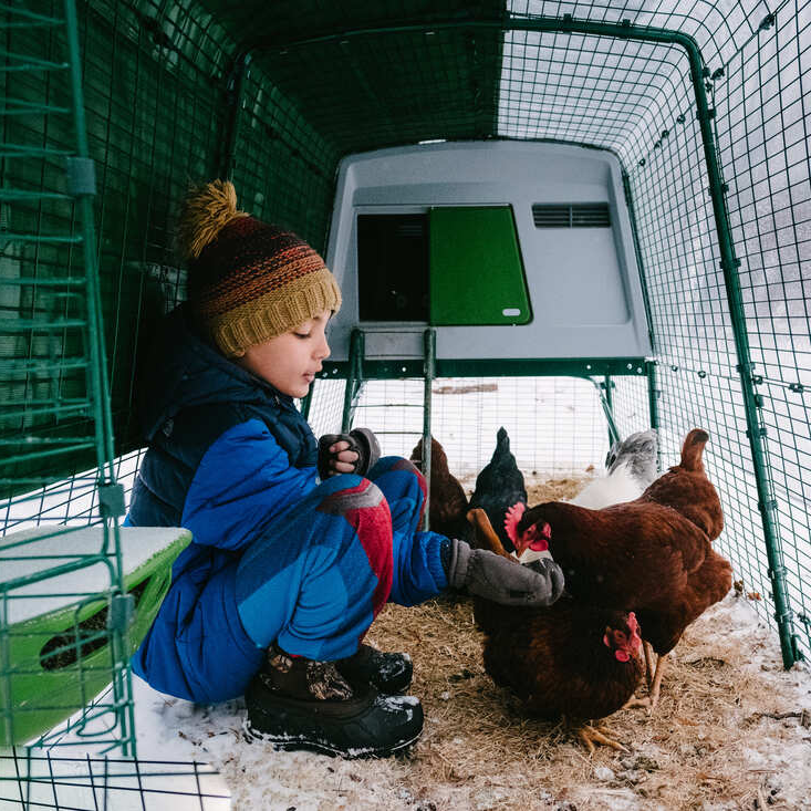 Chickens will continue scratching and pecking through the run or garden in winter