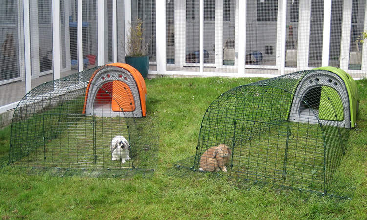 Rabbits are territorial animals and each need their own space as well as a shared space