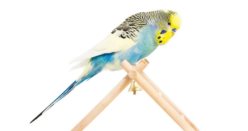 The starting point for all budgie tricks is trust, and the key to success is treats!