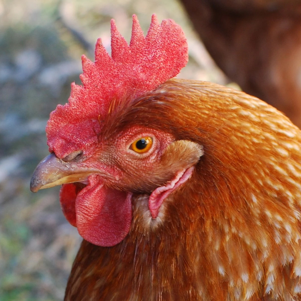 Lovely brown shaver hen