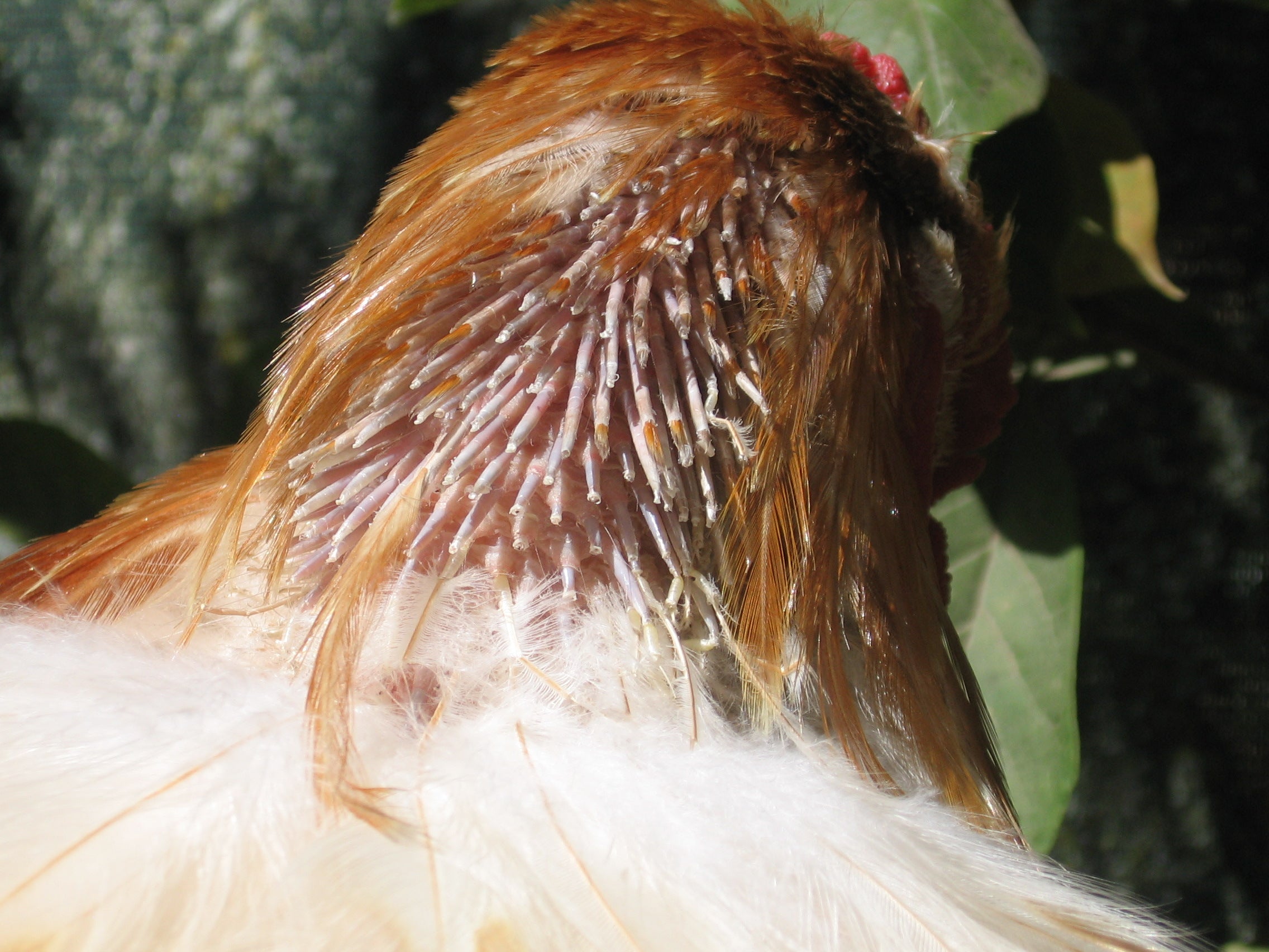 Neck Moults, Partial Moults and Vacation Moults