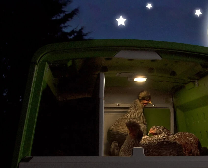 Try introducing new chickens in the night when the flock is roosting in their coop