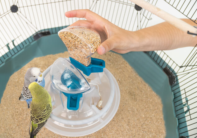 Budgerigars are also easy to look after, and being small birds they have modest appetites, so they’re an inexpensive addition to the home