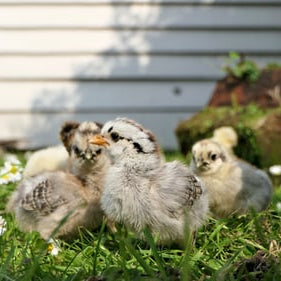 Day old to 8 weeks, chicks eat a high protein chick starter