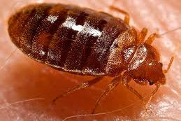 DE kills bedbugs