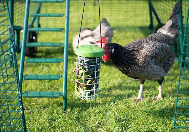 Fill a Peck Toy or a Caddi with your chickens’ favourite treat, and they will hopefully be more interested in that than the newcomers