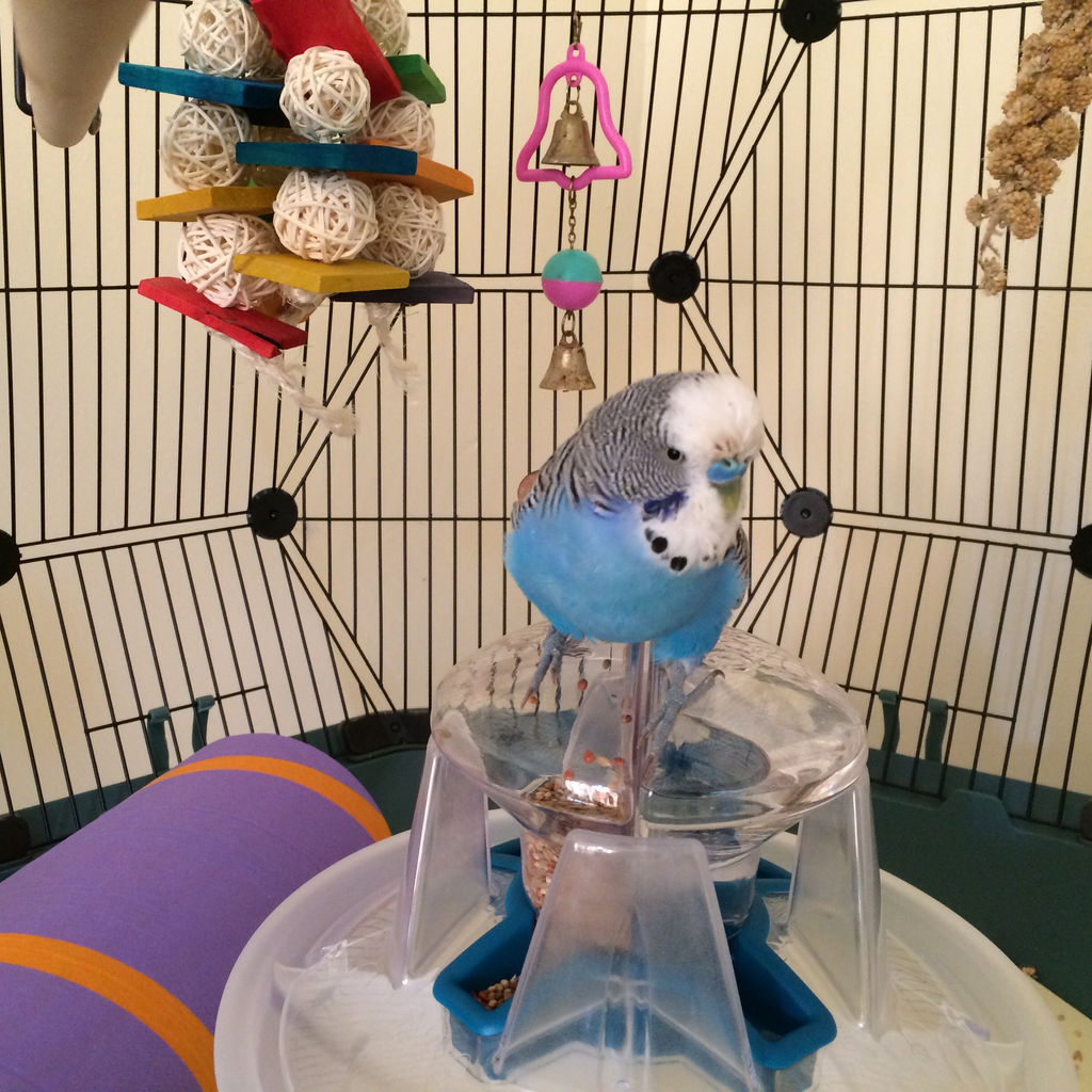  variety is certainly the spice of life when it comes to budgie toys