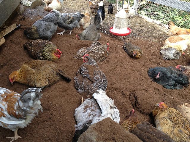 Chickens derive immense pleasure from dust-bathing