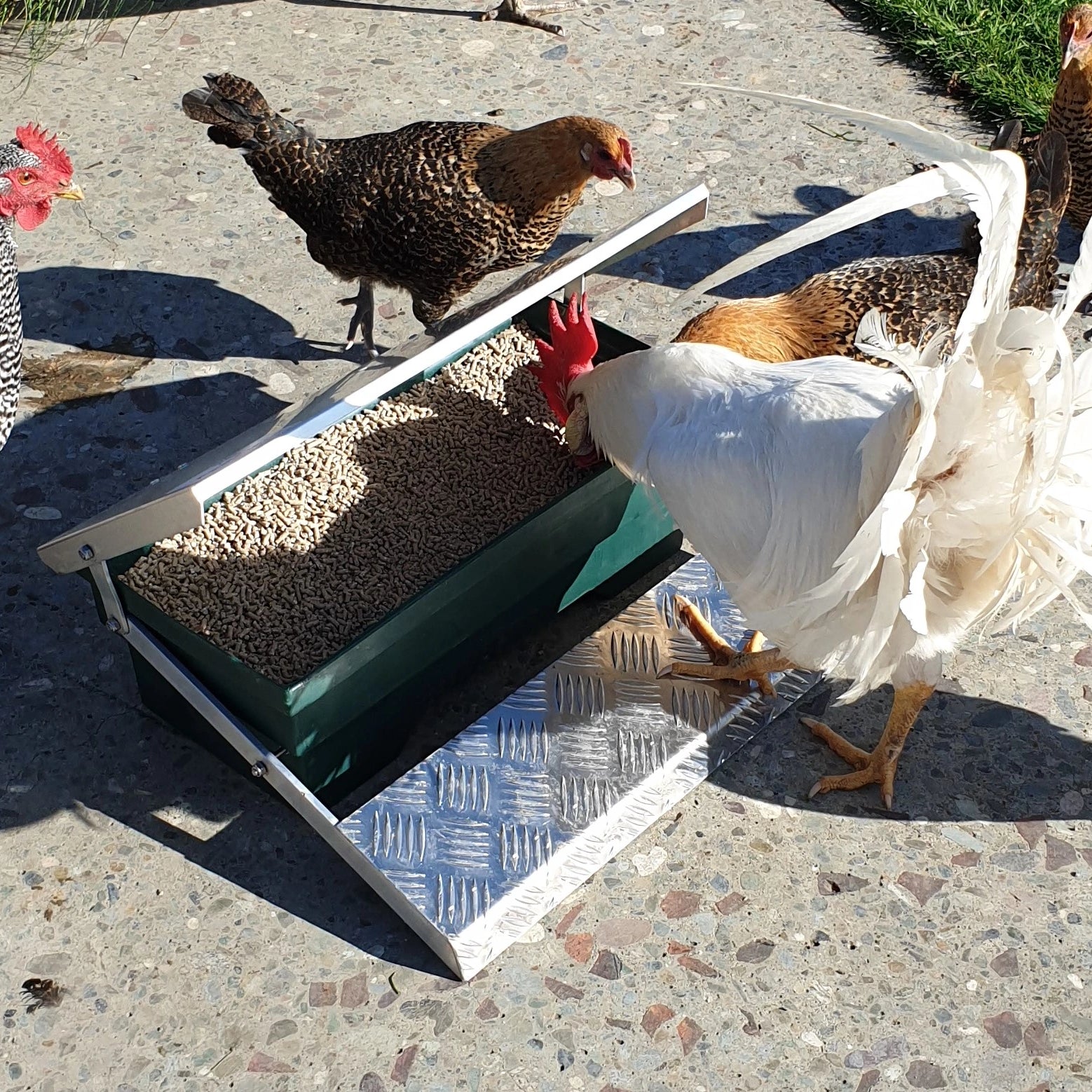 Step-On Feeders stop sparrows and rodents, and keeps feed clean