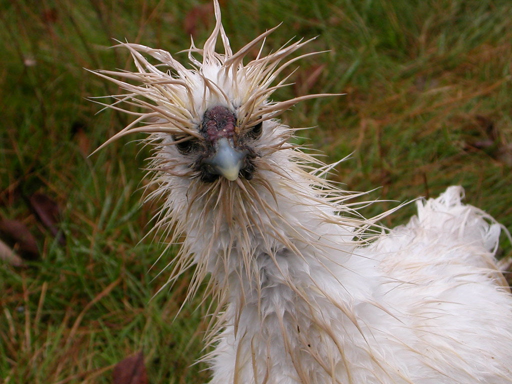 How can you tell if your chickens are too cold