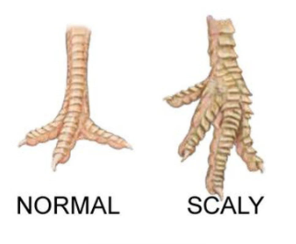 How do I know if my chickens have scaly leg mites?