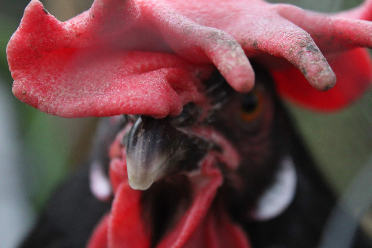 Chickens will regulate their temperature and behaviour according to the seasons