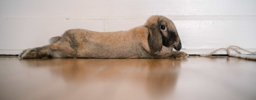 Everything You Need to Know About Rabbit Poo