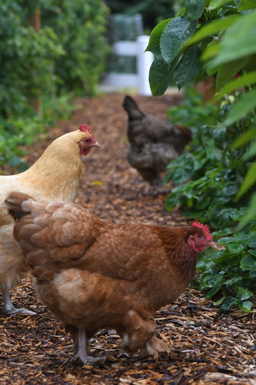 Chickens will eat more during moult to get extra protein needed to grow a new set of feathers