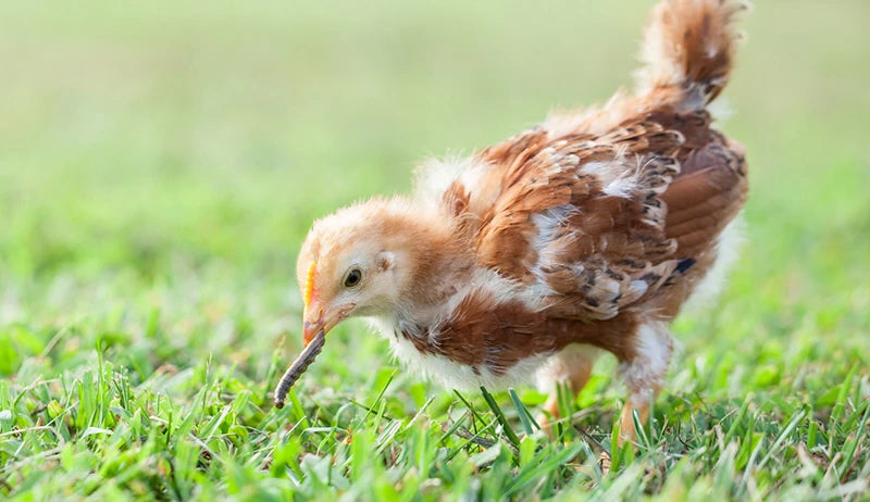 chicks go through one complete and three partial moults during its growth to point of lay