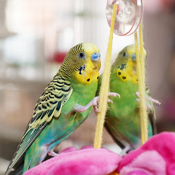 Toys are an essential part of your budgie setup, only just behind food and water on the priority list