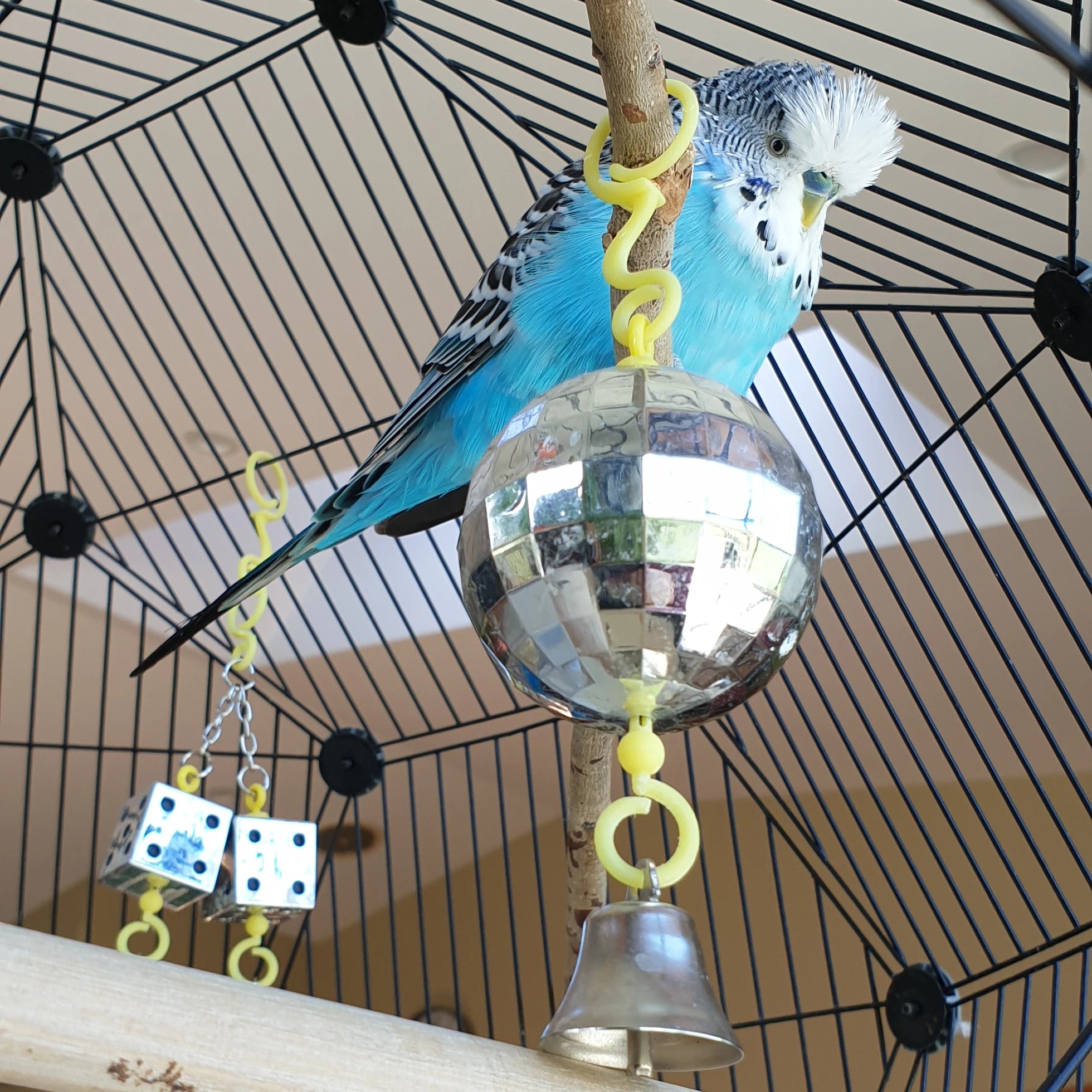 If your budgies don’t like a new toy, take it away and reintroduce it a few days later