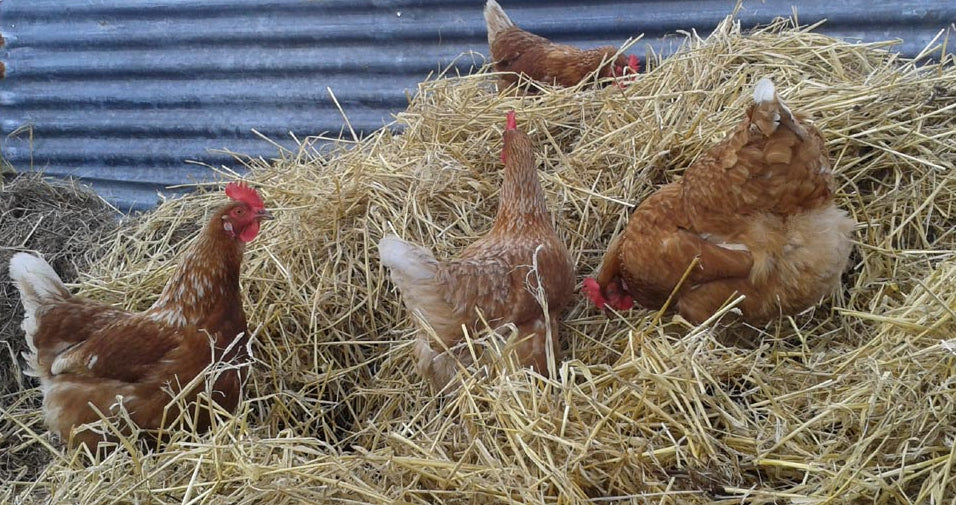 put down some hay for the chickens to scratch around