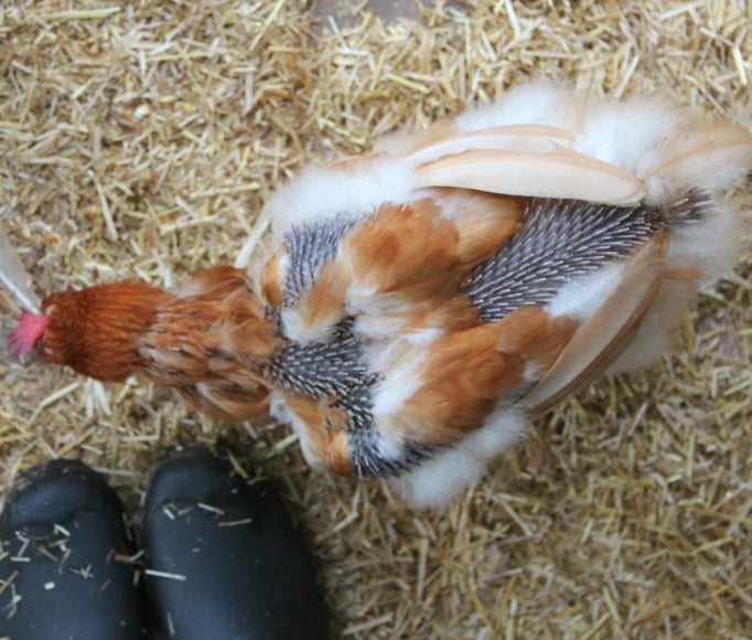 Moulting involves the shedding of old feathers and the replacement of healthy new ones
