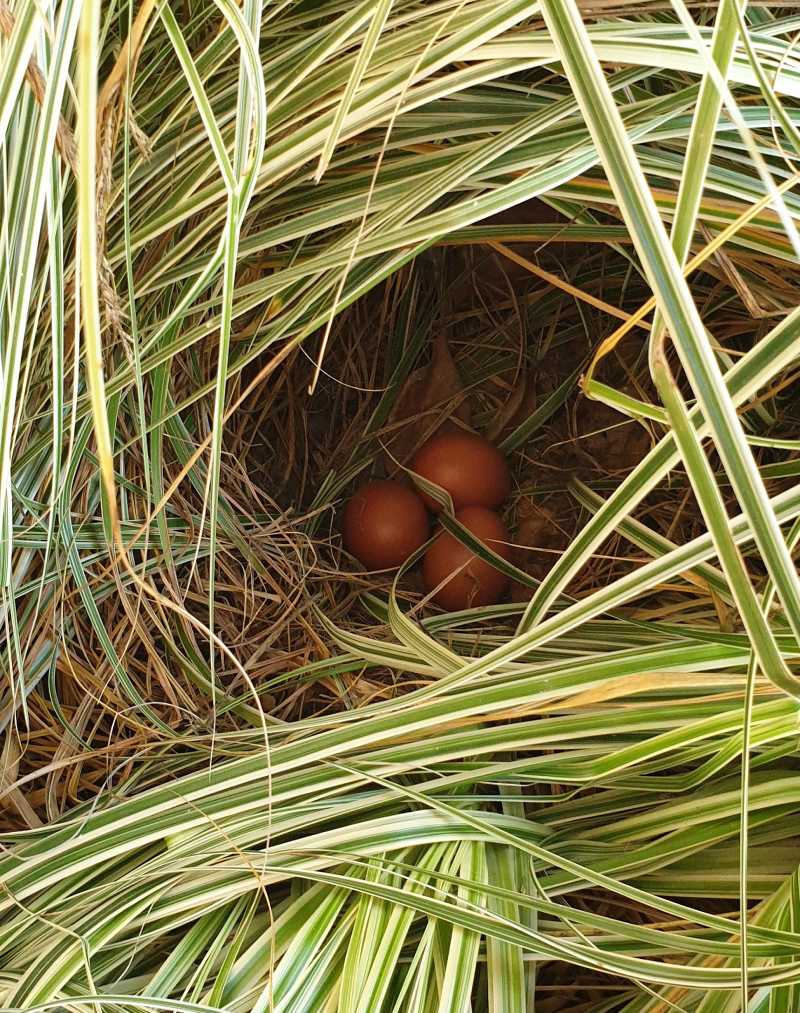 If your chickens roam about, they may have made a nest under a bush or in a corner somewhere