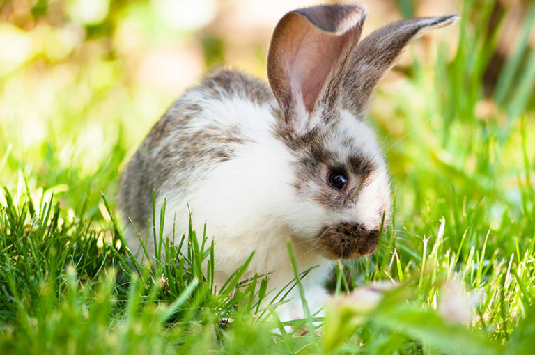 Rabbit manure contains 4 times more nutrients than cow or horse manure, and twice as much as chicken manure