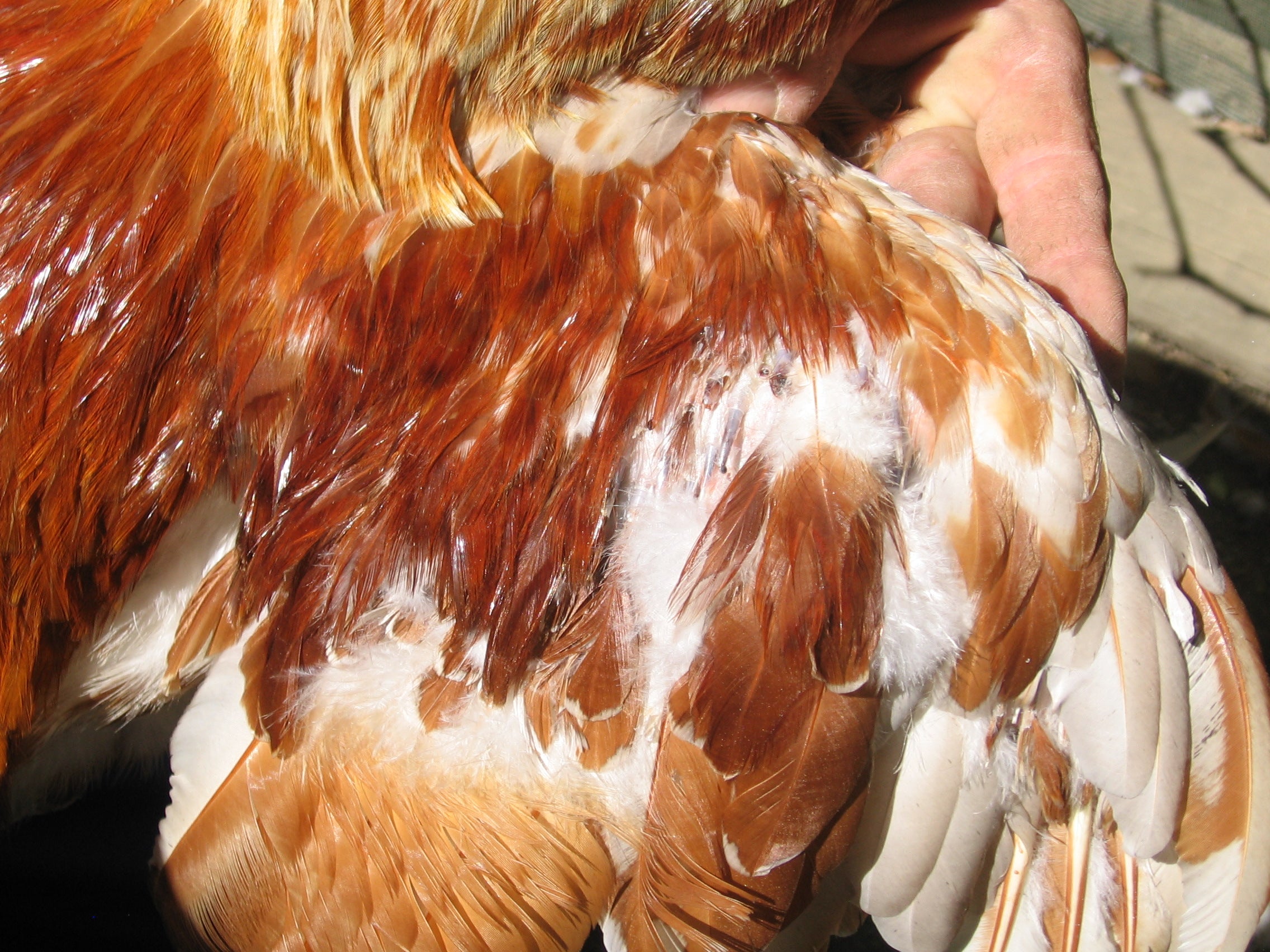 The moult is complete when all primary flight feathers on the wing are replaced