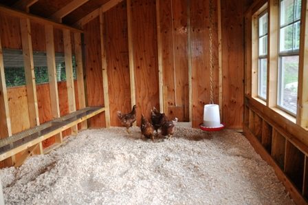 chicken owners use diatomaceous earth for control of red mite in poultry housing
