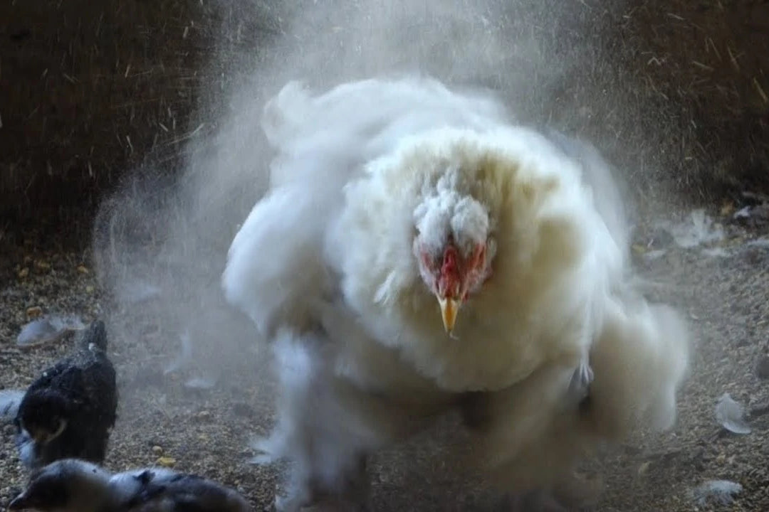 Chicks also love to dust bathe with their mother as shown here