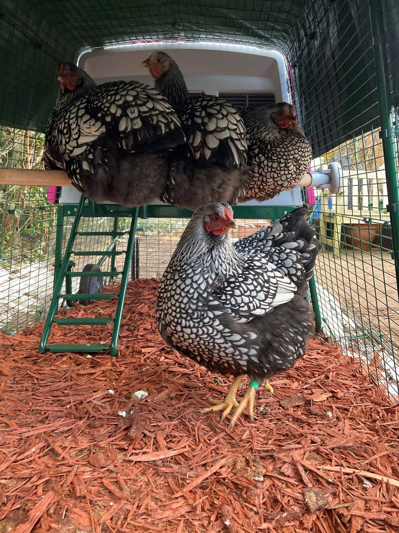 In winter, chickens often tuck one of their limbs up into the warmth of their bellies