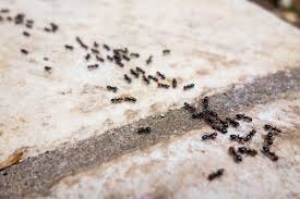DE kills ants