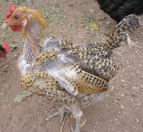 roosters also moult, and while in this condition are nearly always infertile