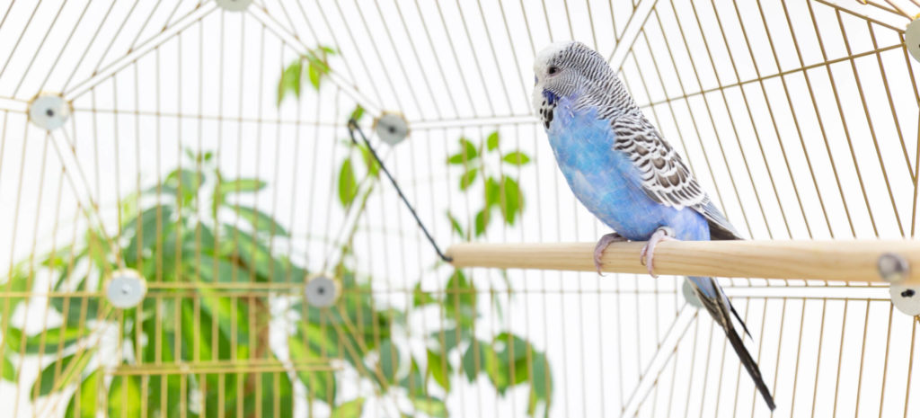 Five Reasons Why Budgies Make Such Great Pets 