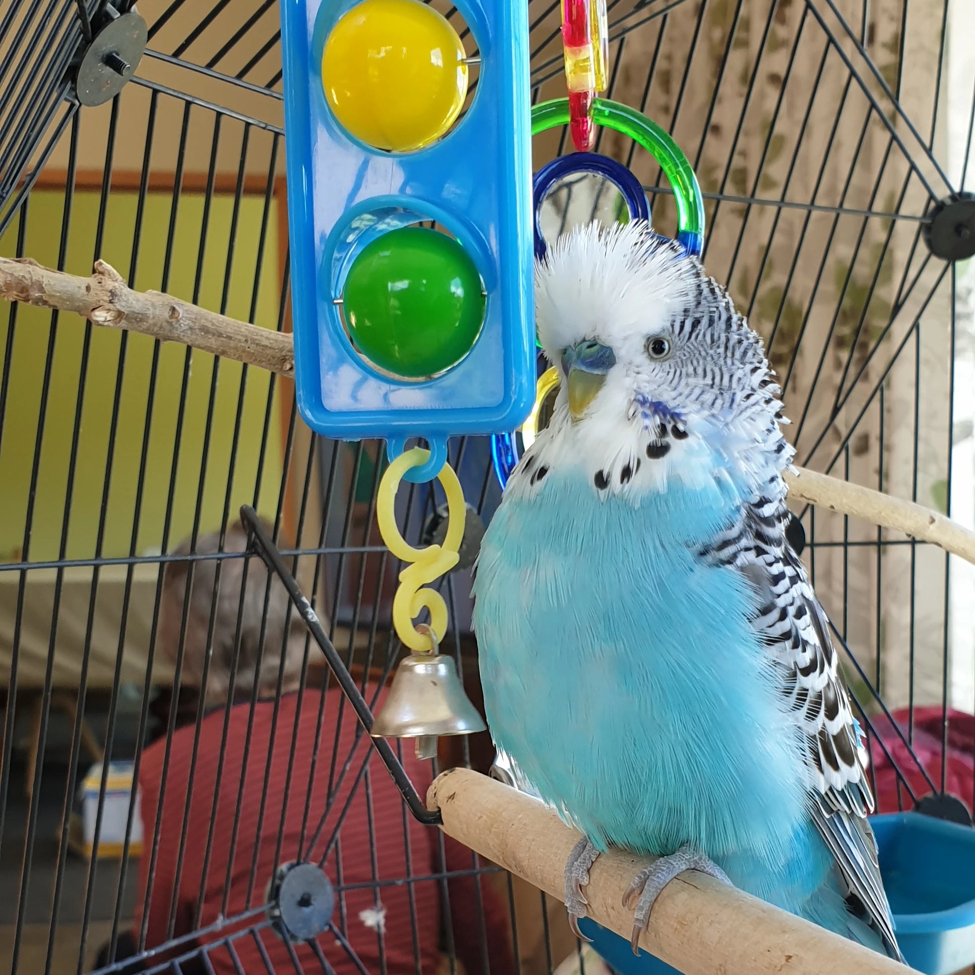 In time you will work out what toys seem to excite your budgies the most