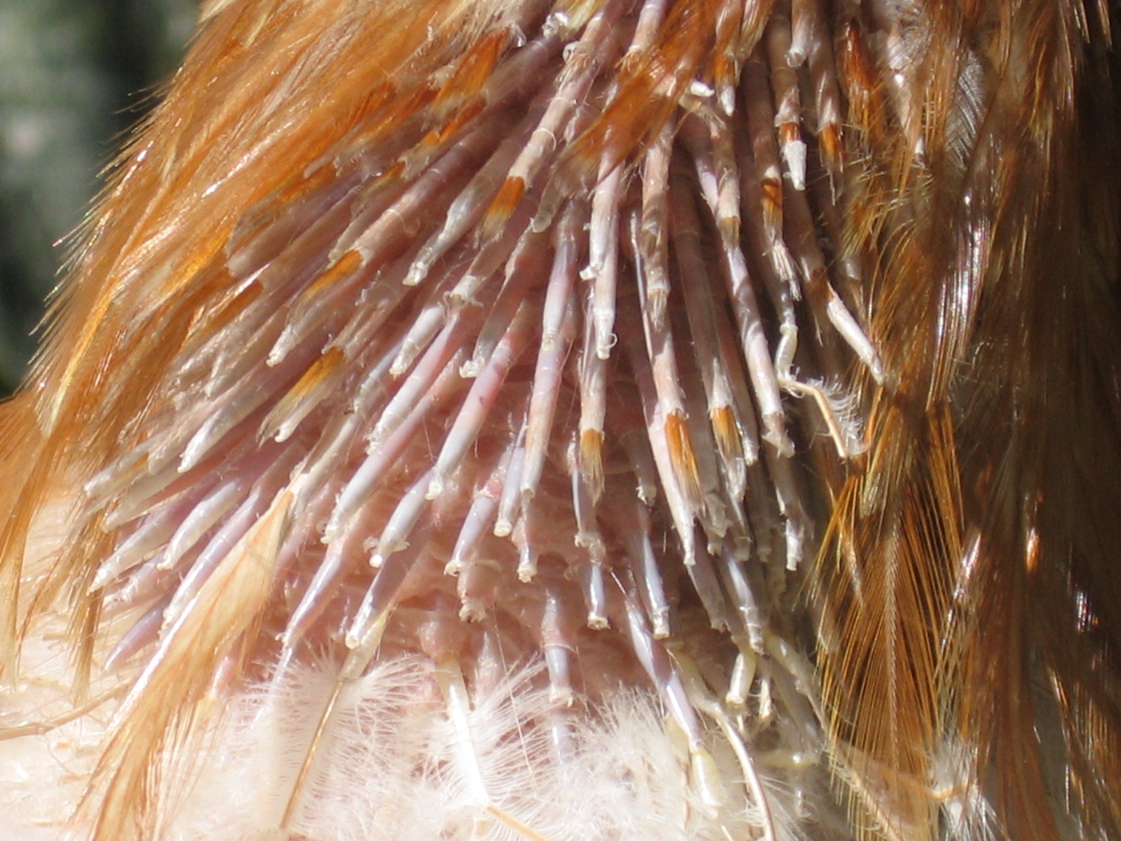 Normally, under natural conditions, moulting in adult birds will occur once a year