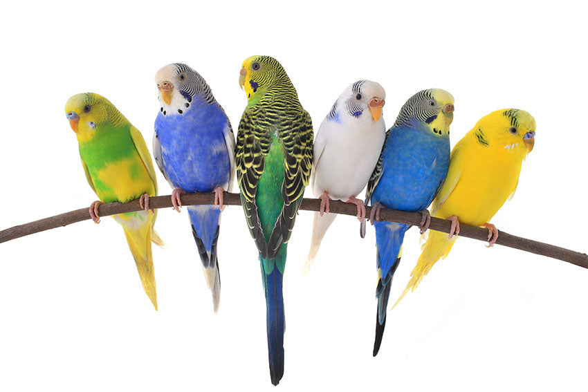Budgies Come in Endless Colour Patterns