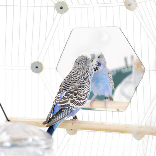 Make sure the toys you give your budgie are safe from ingestion or injury