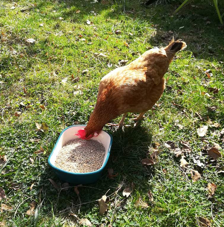 Avoid feeding chickens out of open containers