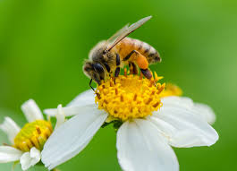 Dont use diatomaceous earth in the garden where honey bees are working hard as our pollinators