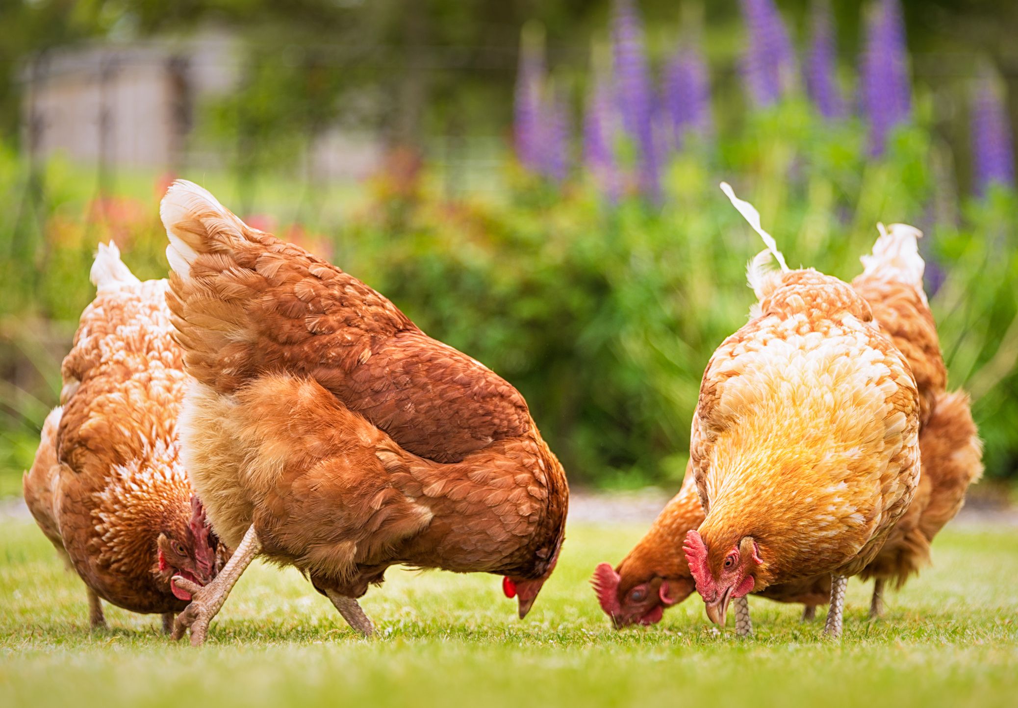 Healthy brown shaver chickens eating fresh green grass