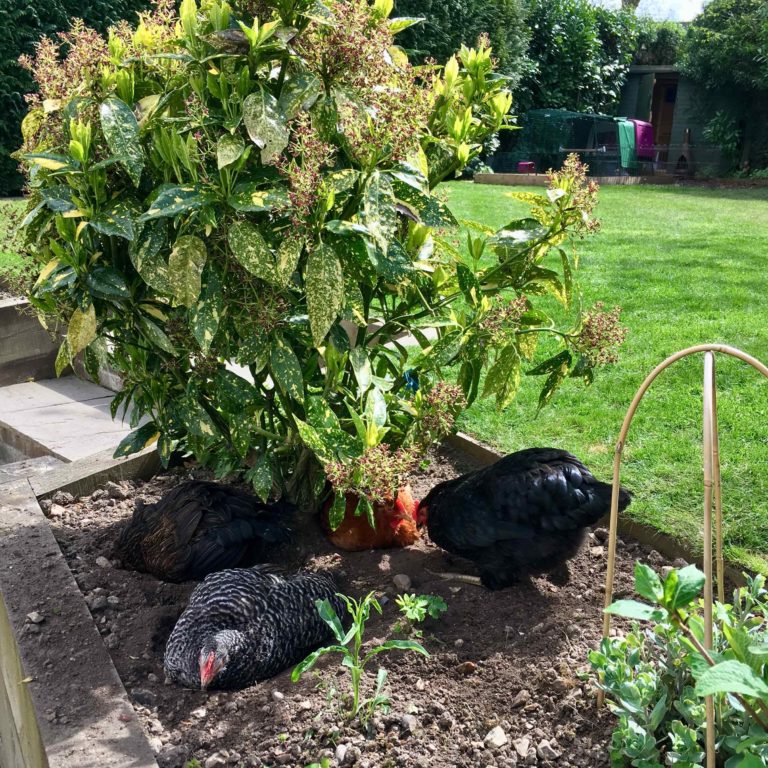 Dust-bathing is an important social event with flock members collecting together to engage in this mutual activity