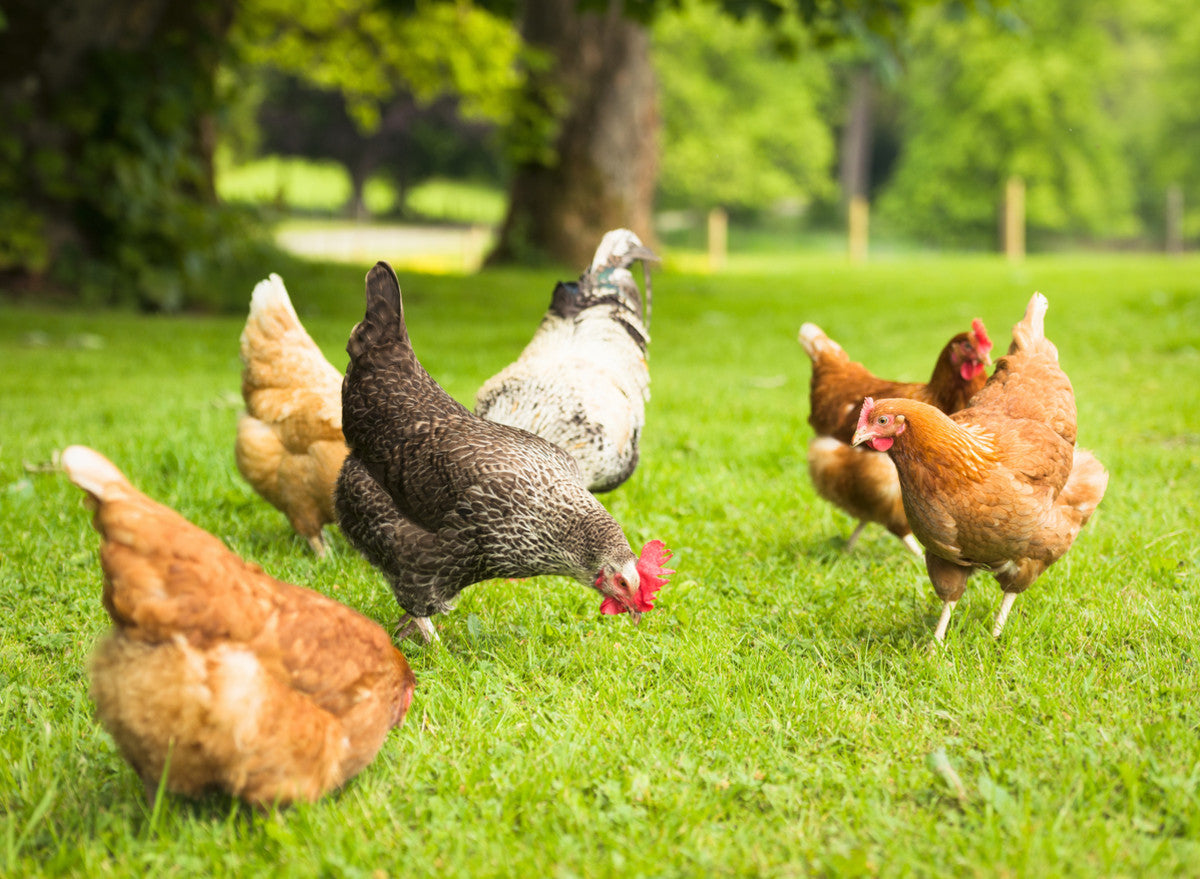 Even with all day access to free range, chickens still need to be fed with high quality layers pellets