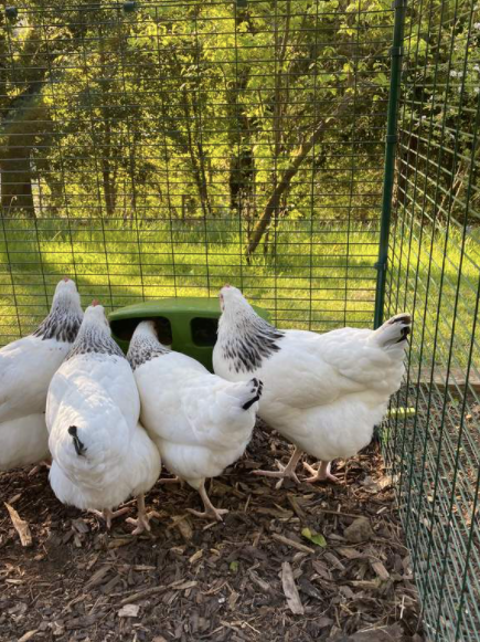 As soon as hens start to lay eggs they require layers pellets