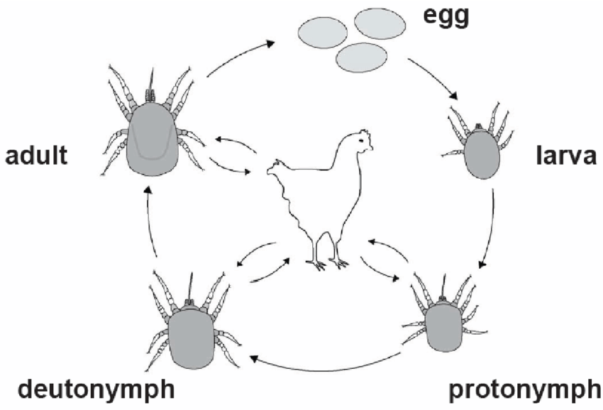 red mite growth cycle