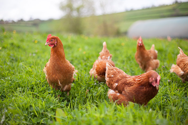 The main component of DE, silica, gives many benefits to chickens
