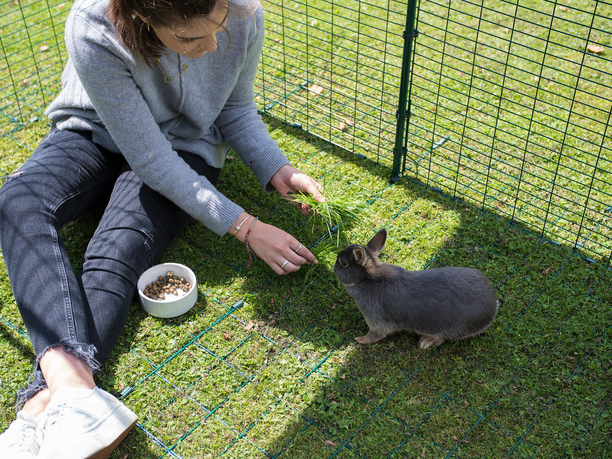 Just because your rabbit has bitten you doesn’t mean that you won’t end up being the best of friends